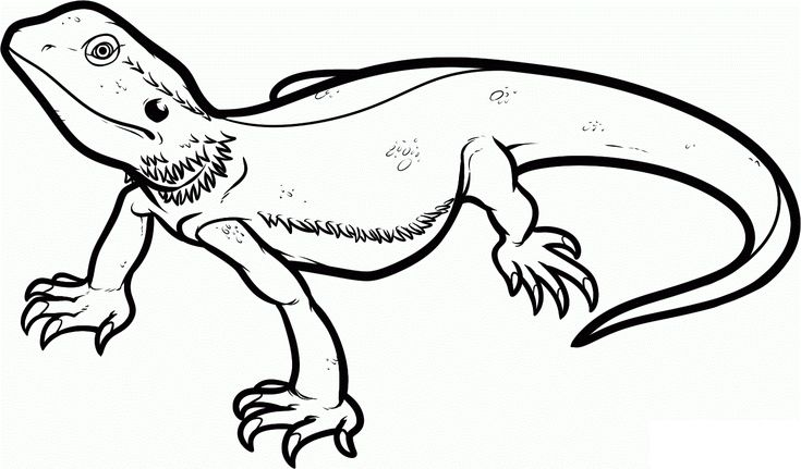 dibujos de lagarto