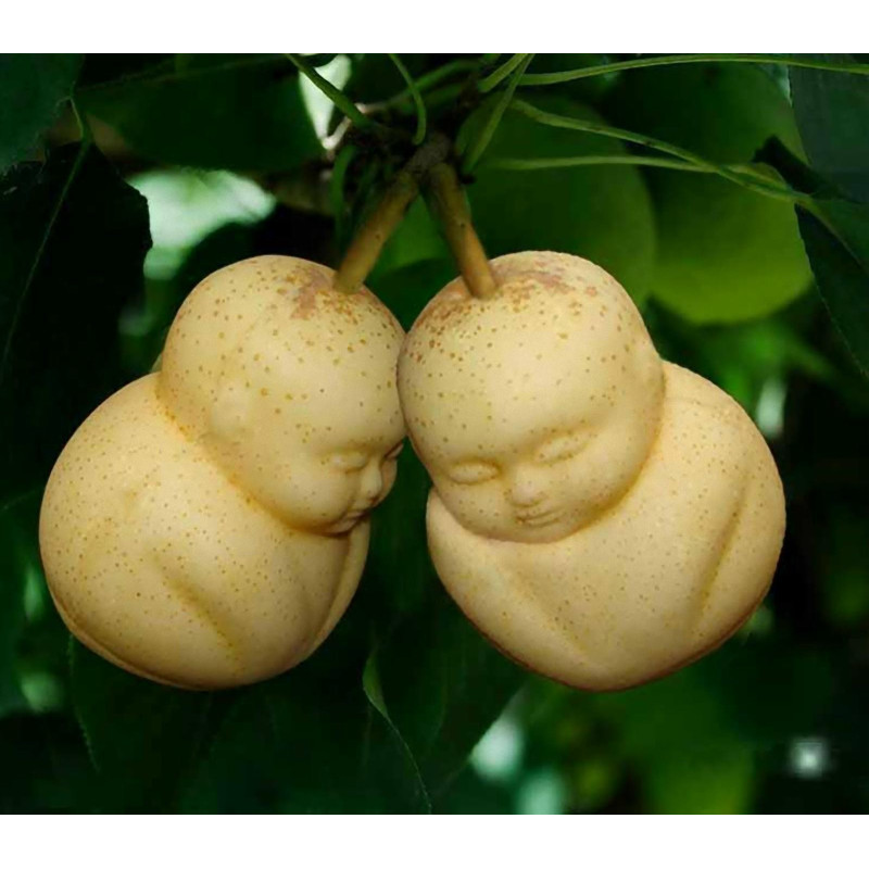 budha fruit