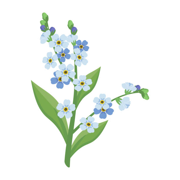 forget me not clipart