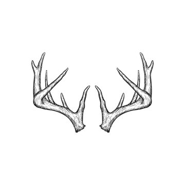 deer antler design