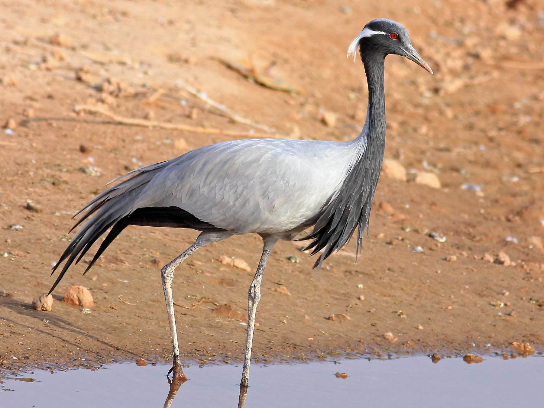 crane bird images