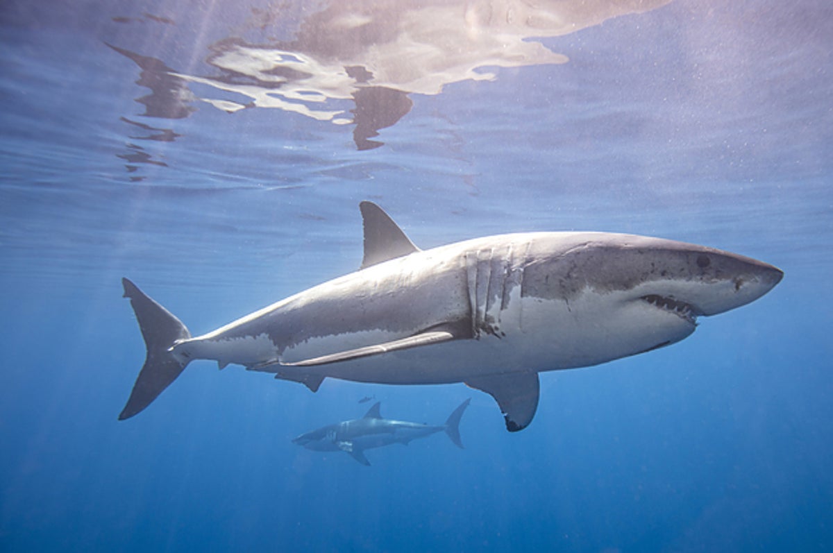 how many bones do sharks have amazon quiz