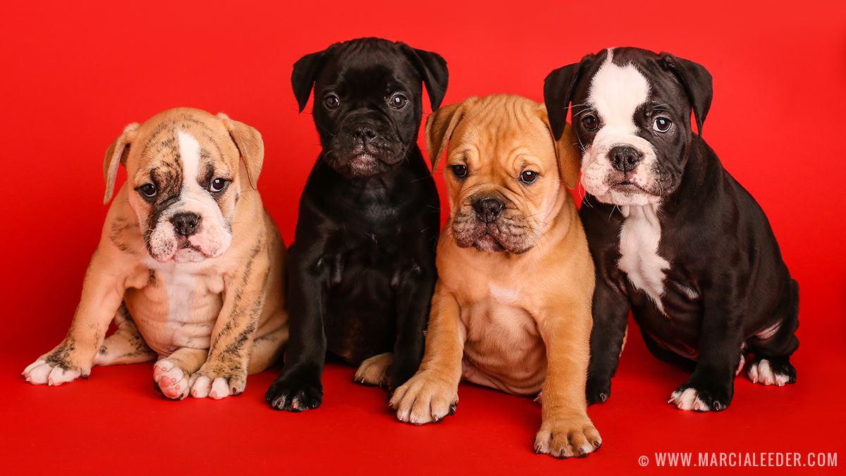 olde english bulldogge puppies for sale