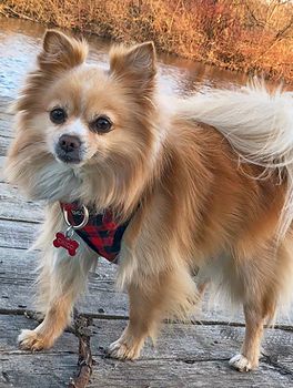 pomeranian mix