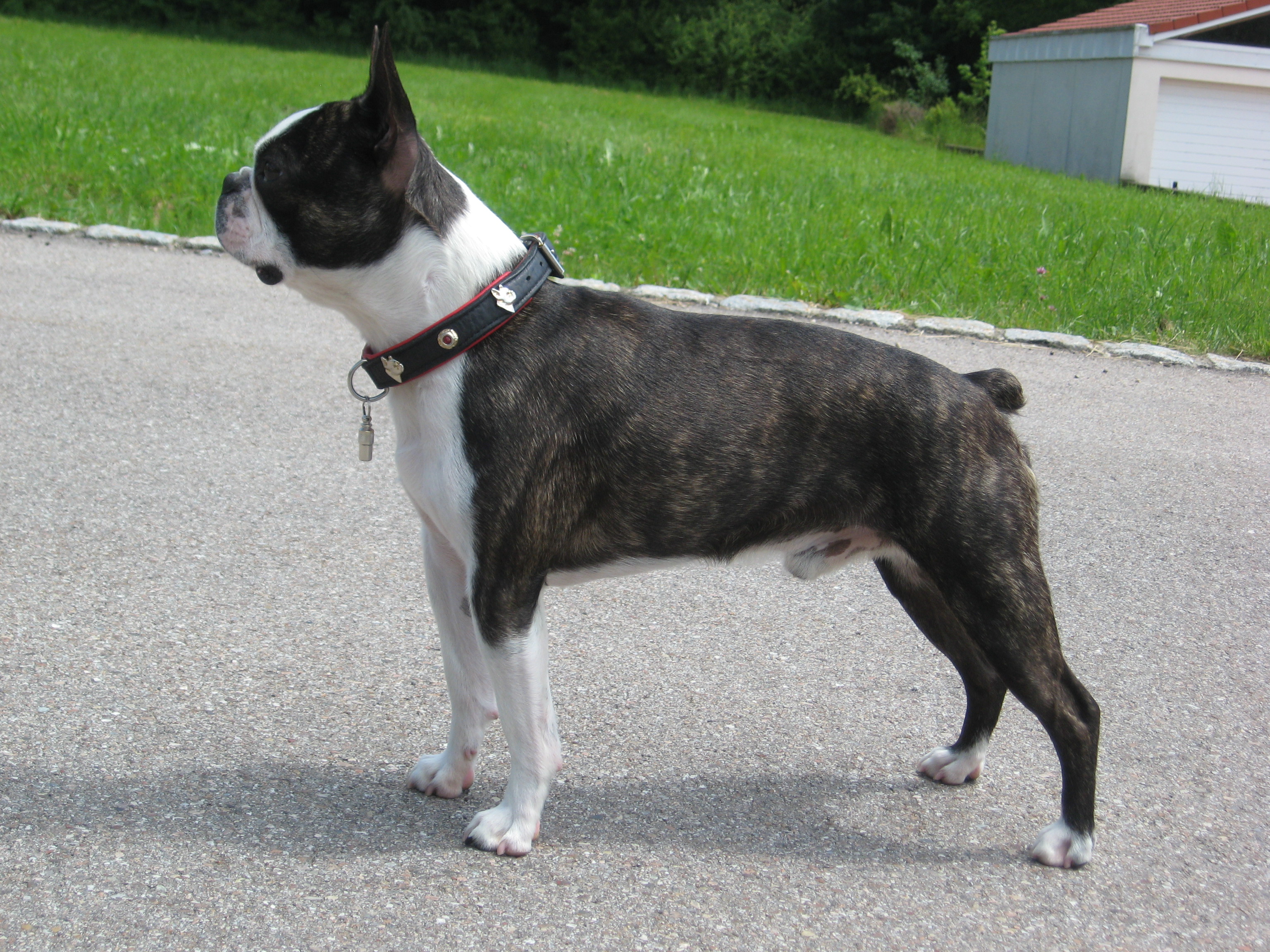 boston terrier dog pics