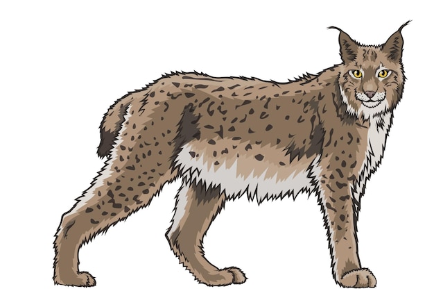 lynx clipart