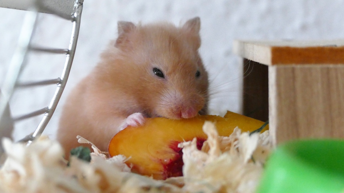 what can dwarf hamsters eat