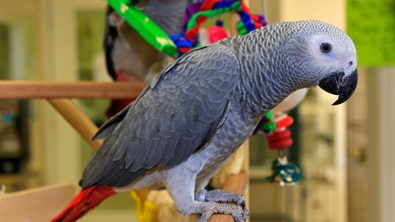 african gray bird price