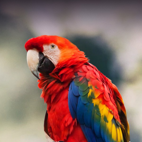 macaw pictures