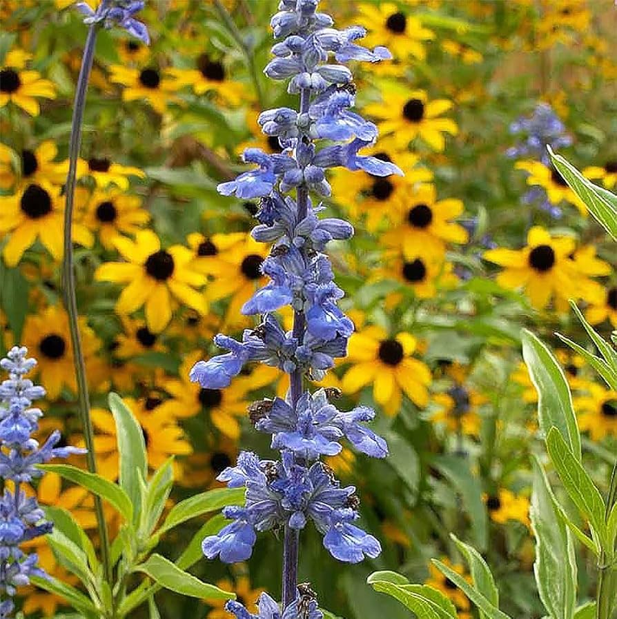 seeds salvia divinorum