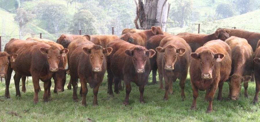 auctionsplus cattle