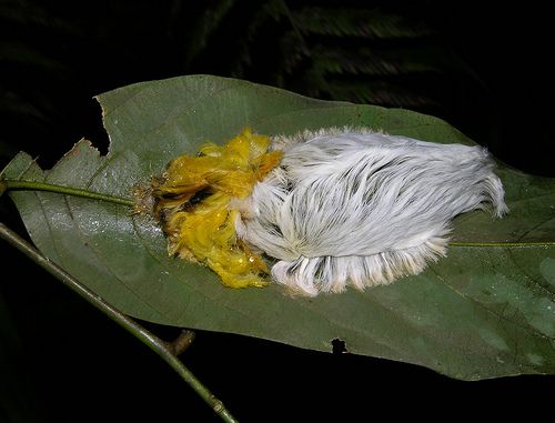 venezuelan poodle moth caterpillar