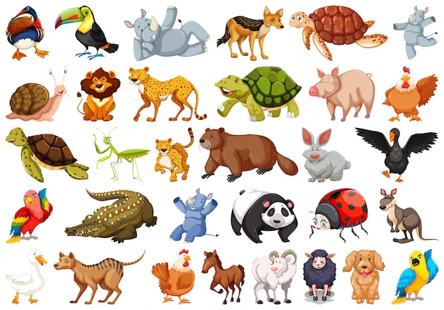 animal clipart