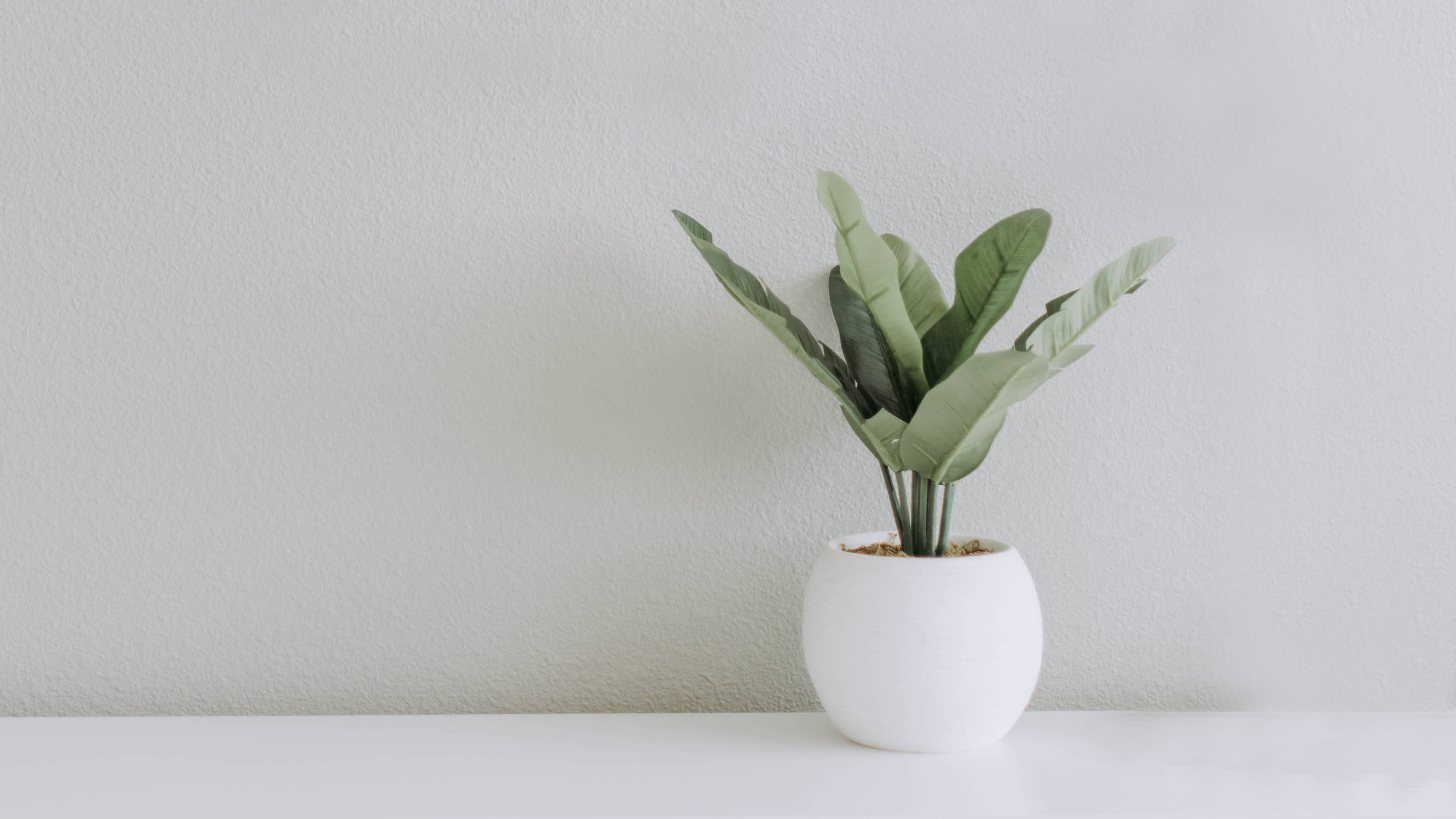 aesthetic minimalist plant background