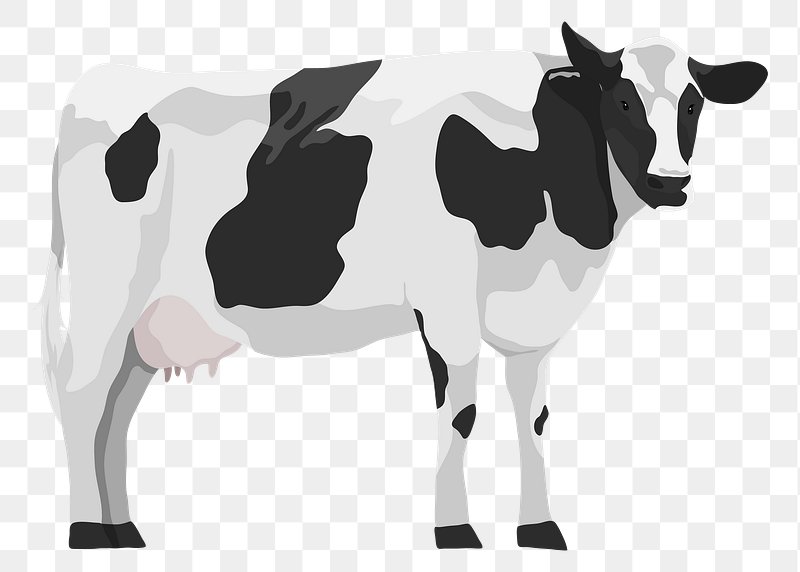 image cow