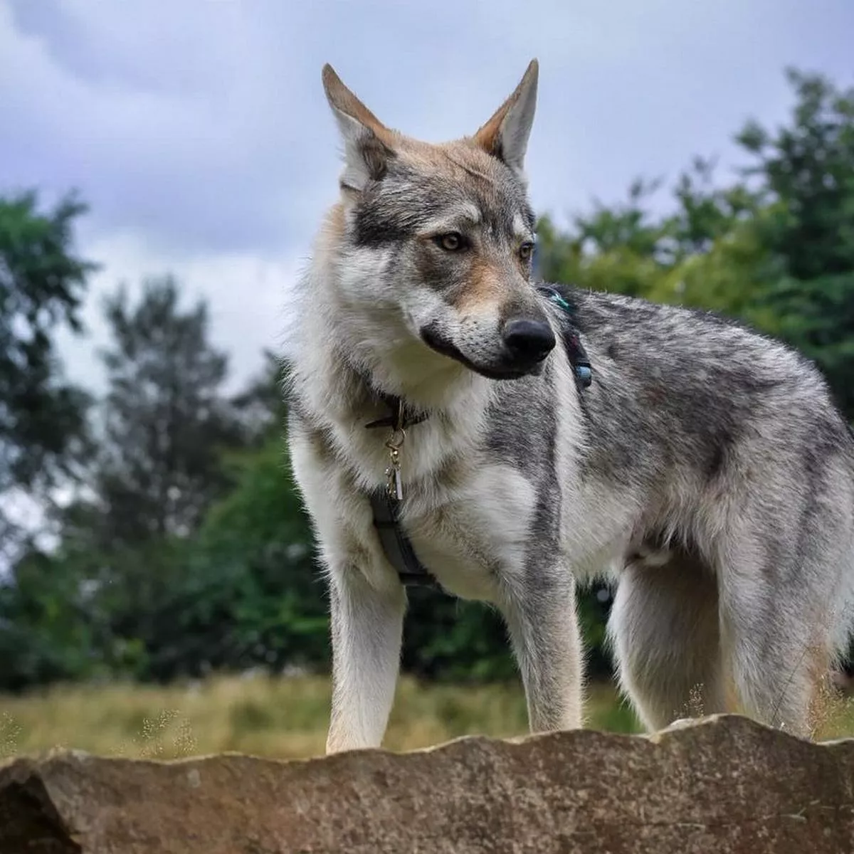 czech wolfdog uk