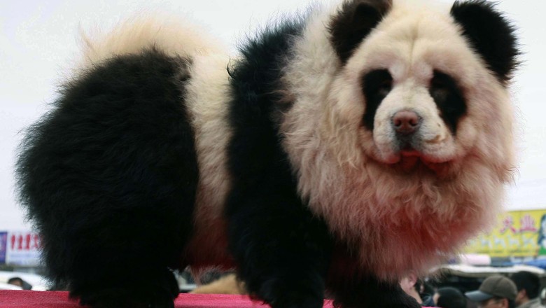 chow chow cachorro panda