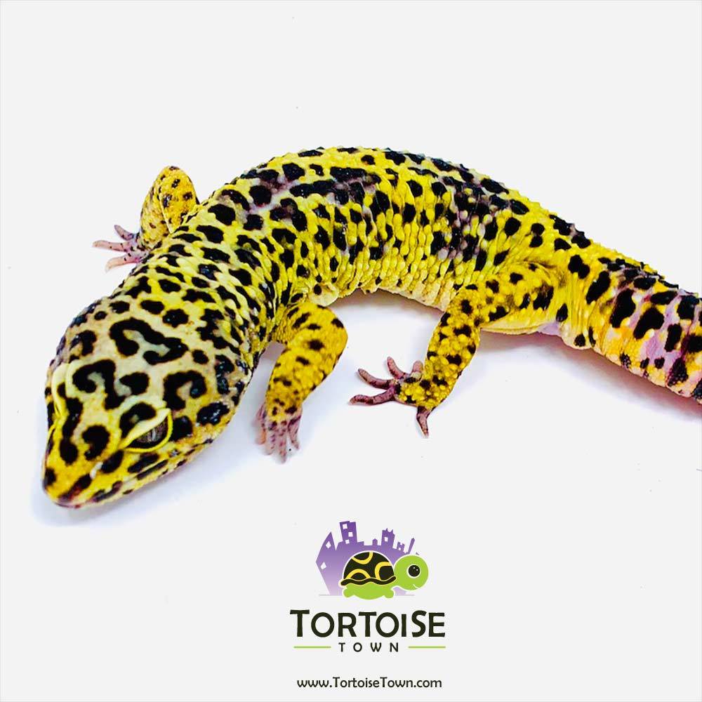 leopard gecko for sale