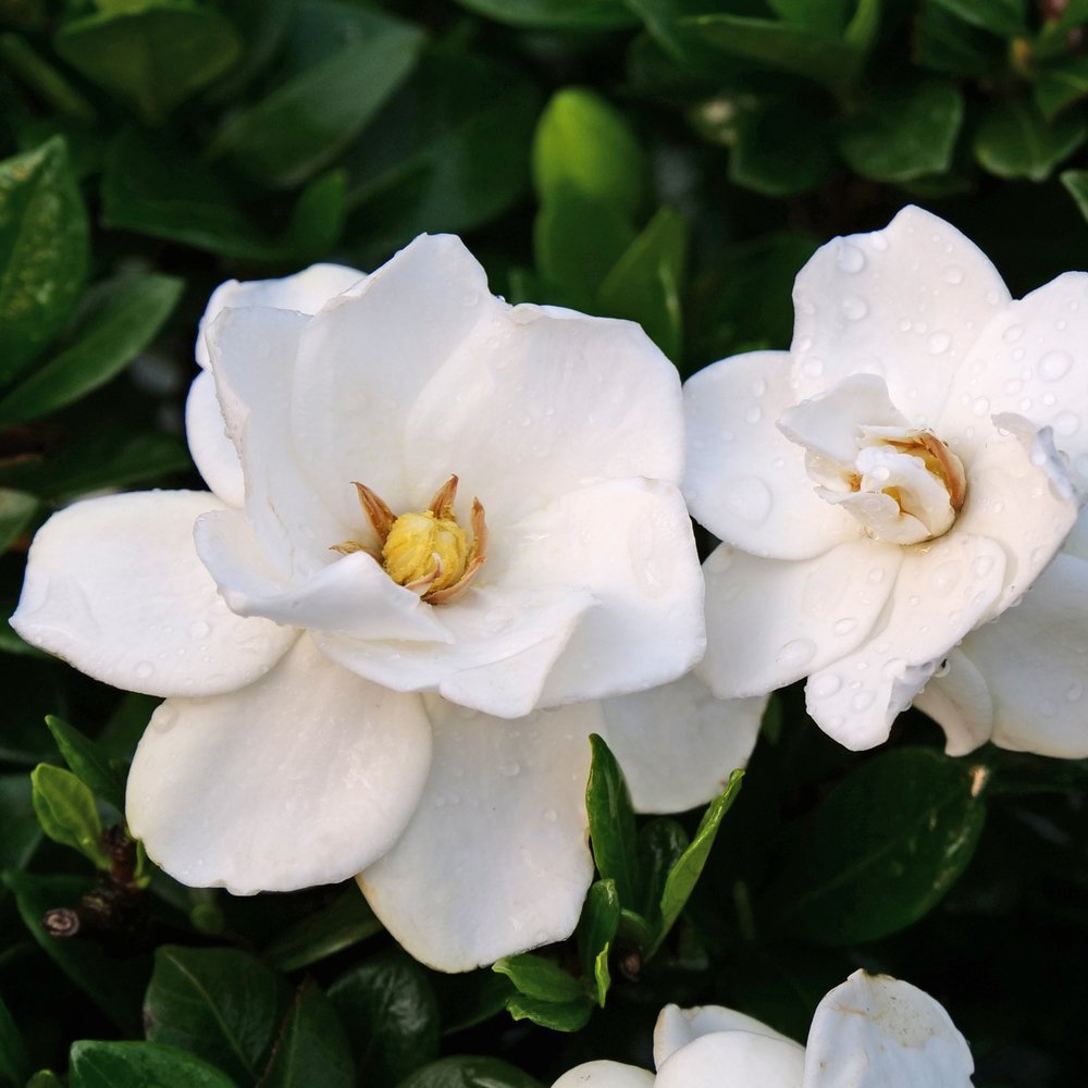 gardenia steady as she goes