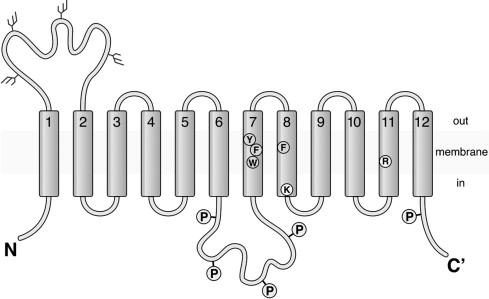 organic anion transporter