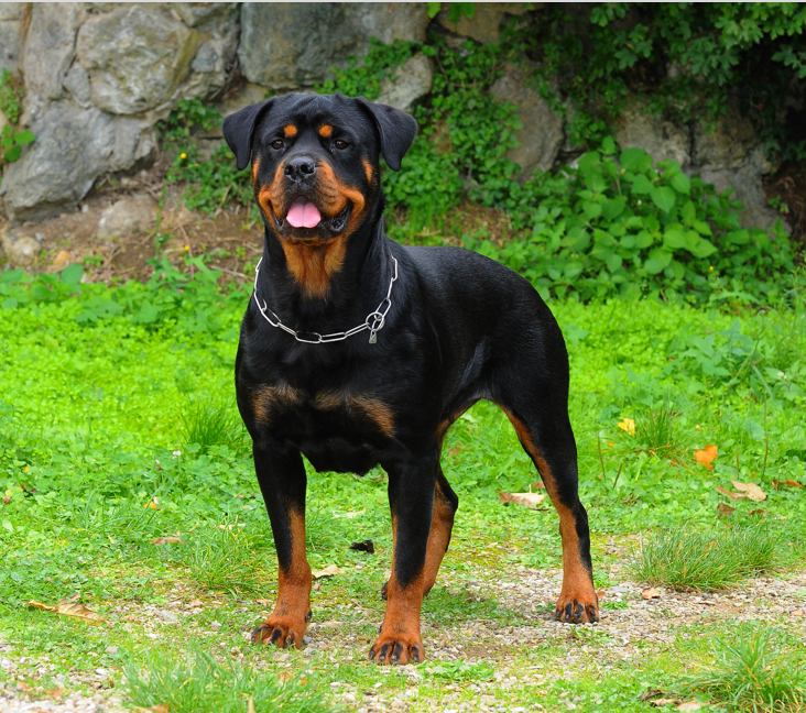 rottweilers for sale near me