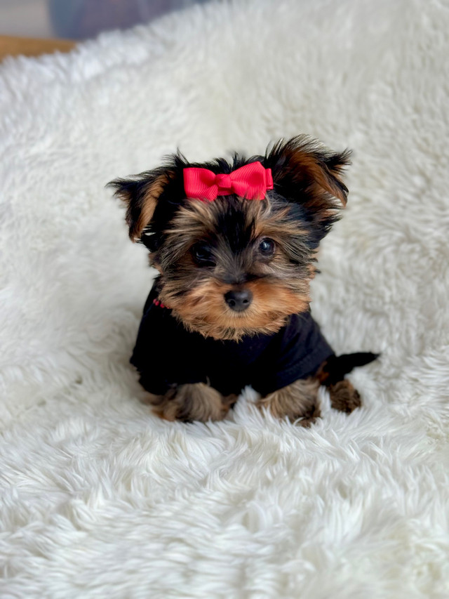 kijiji yorkie puppies for sale ontario