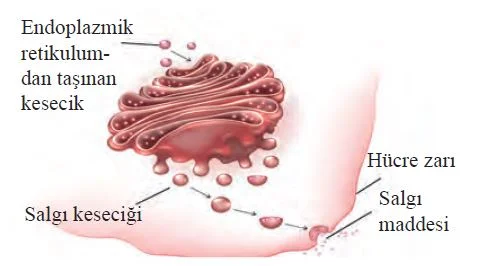 golgi aygıtı hangi canlı hücrelerde bulunur