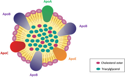 apoprotein