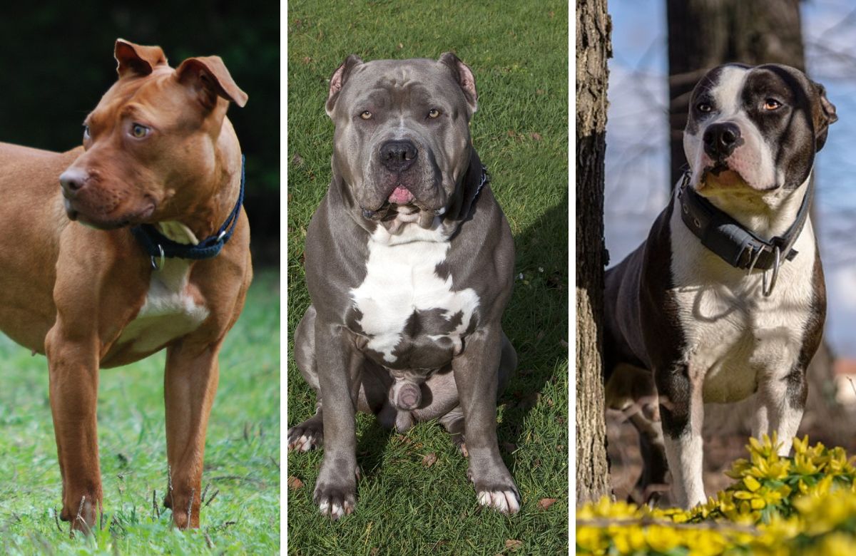 types of pitbull dog breeds