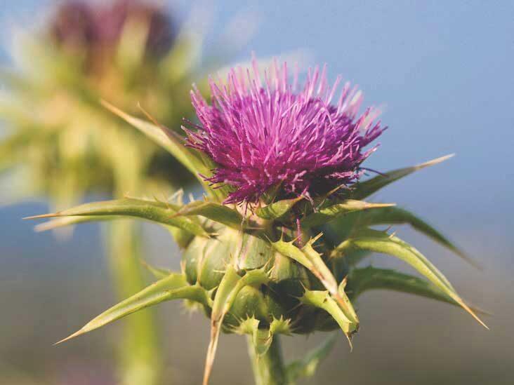 milk thistle zararları