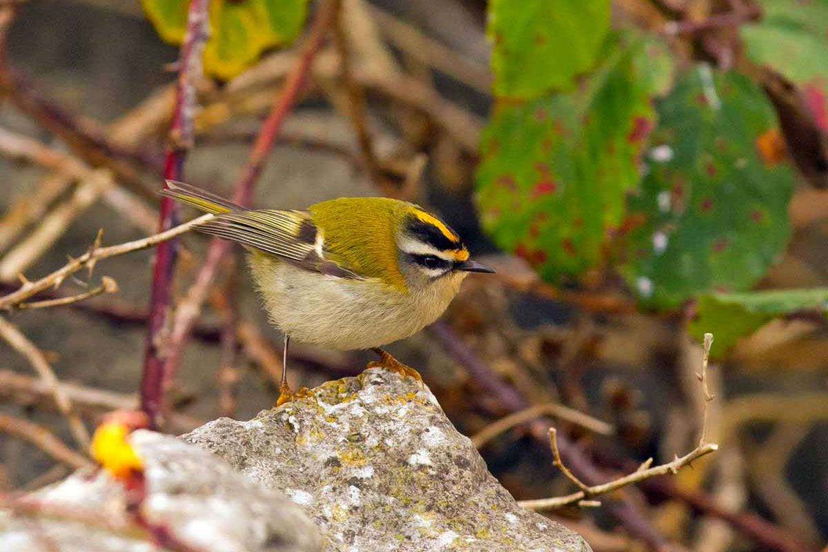 lancashire birds latest sightings