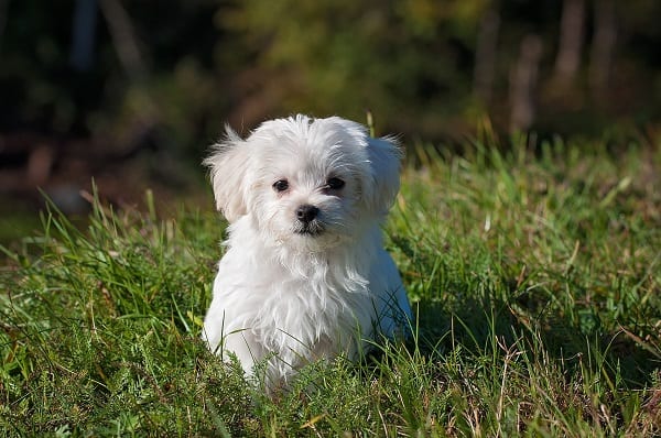 maltese terrier mix