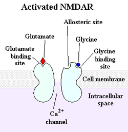 nmda receptors