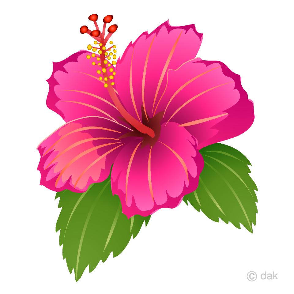 hibiscus clip art