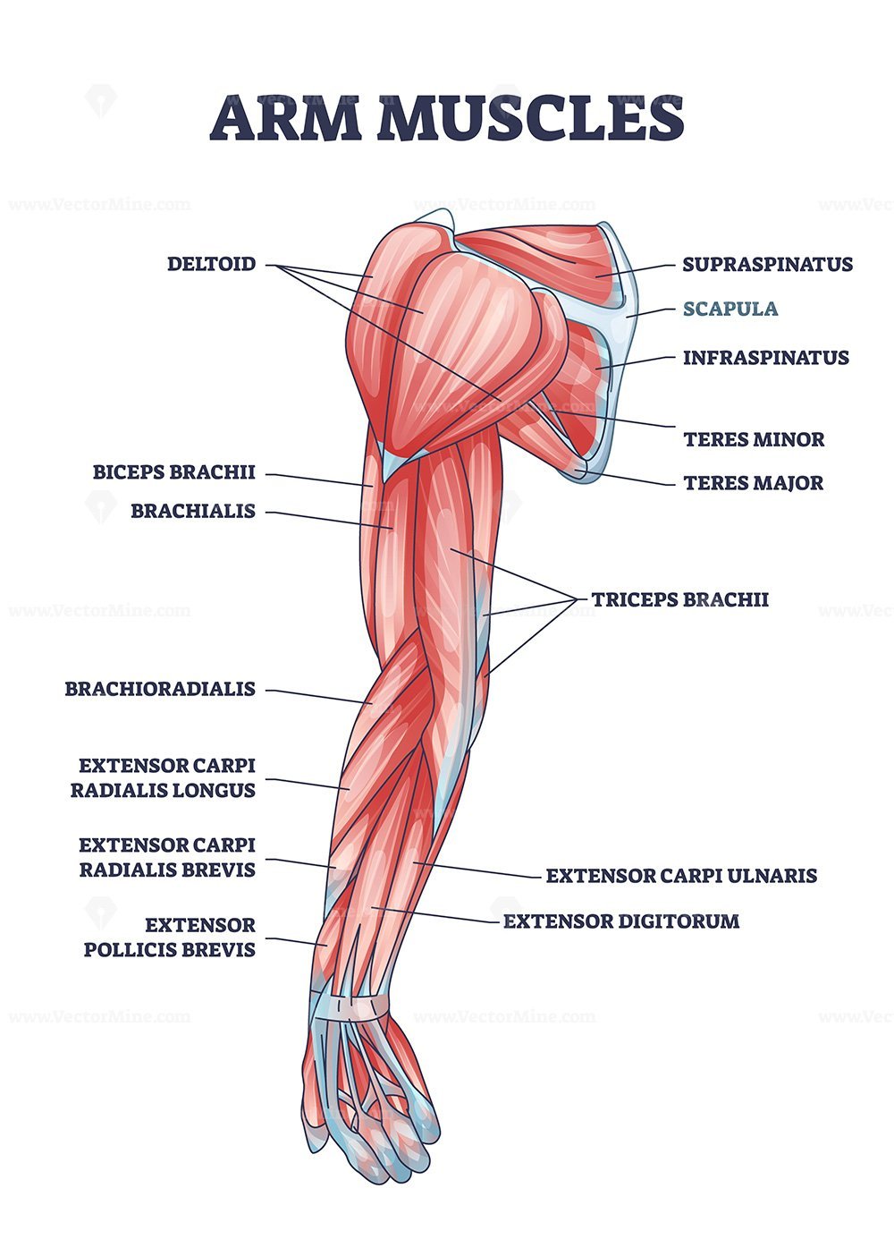 muscles in the arm diagram