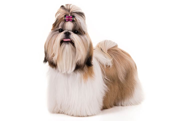 photo of shih tzu