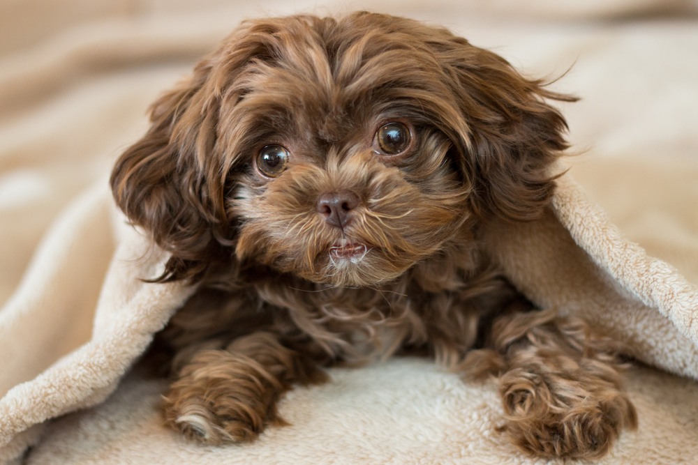 shih tzu crossed with poodle