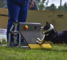 flyball near me