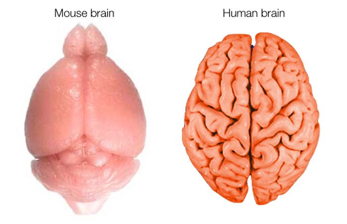 koalas smooth brains