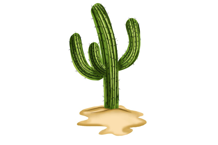 realistic cactus drawing