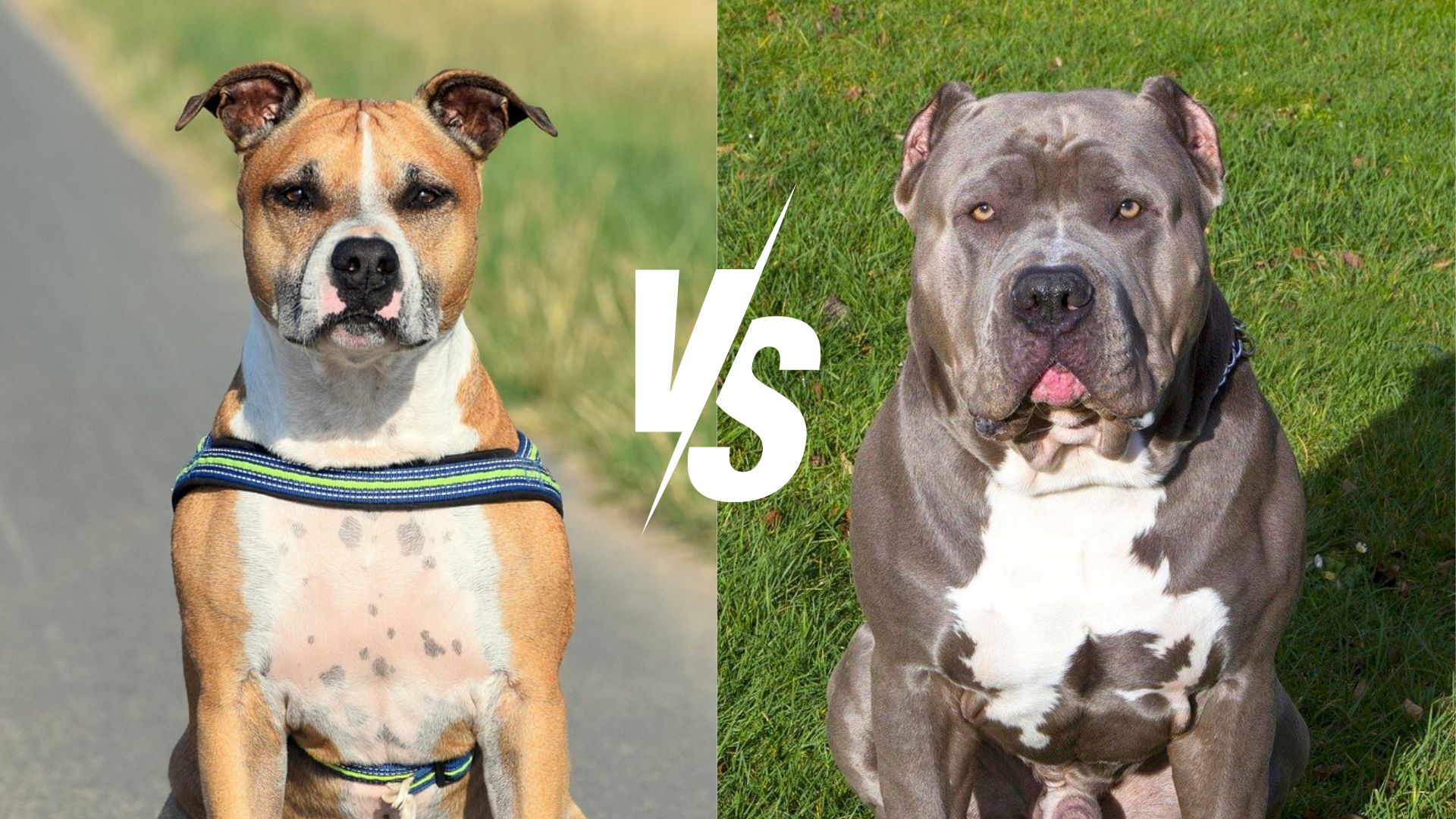 apbt vs staffordshire terrier