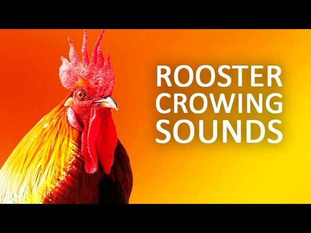 rooster sound effect