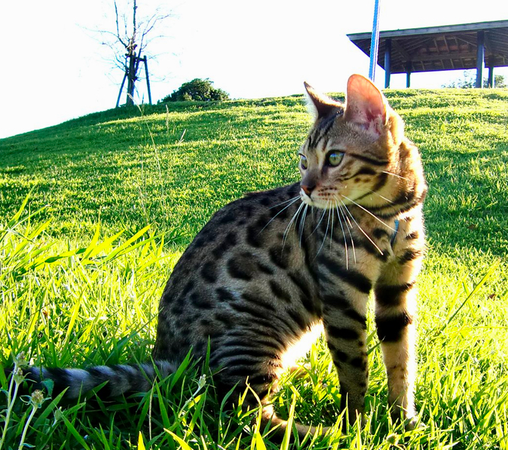 bengal cat for adoption