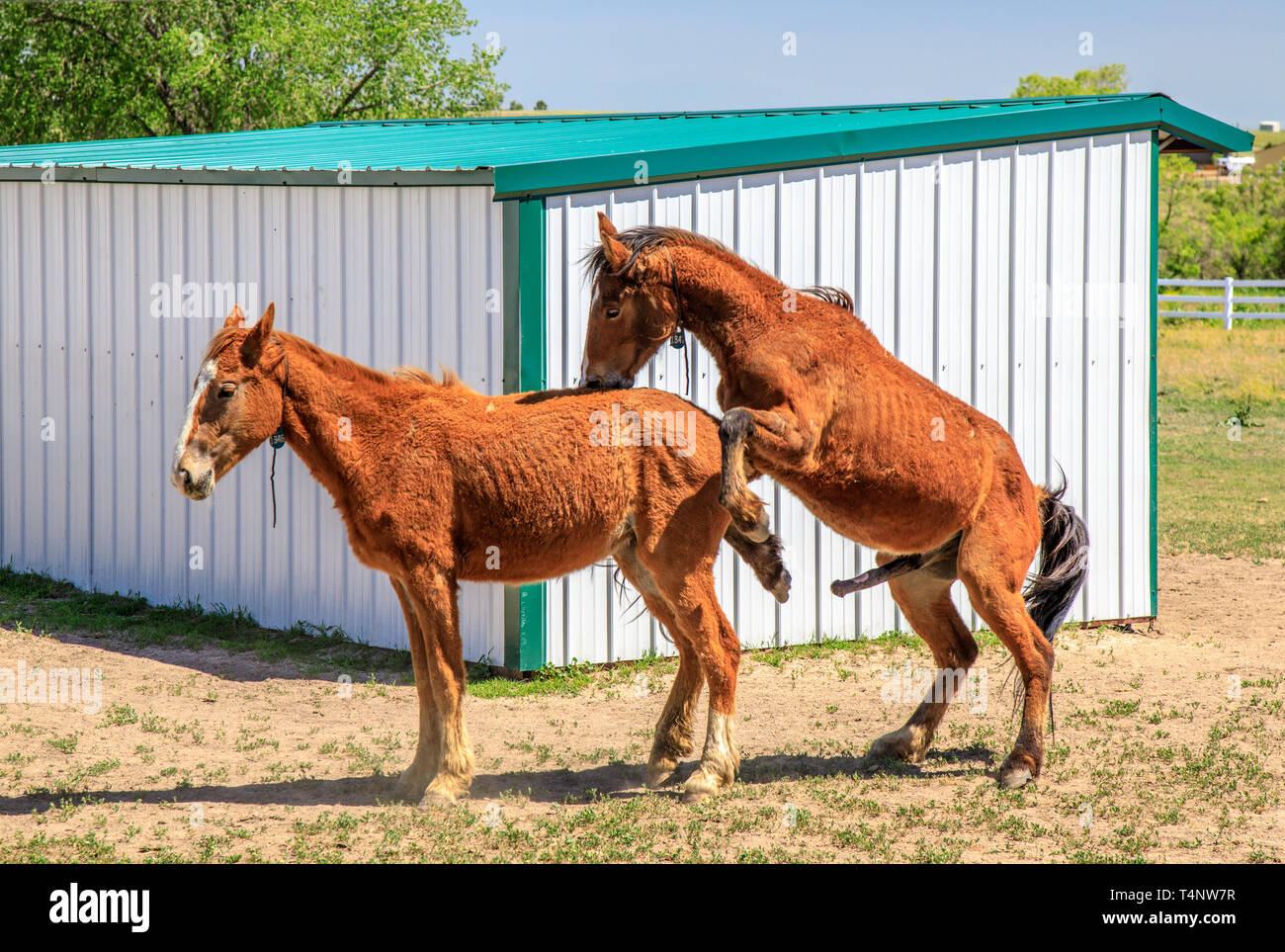 show horses mating