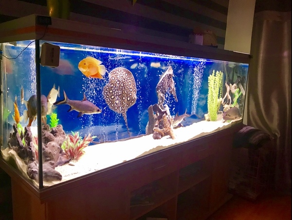 6ft fish tank aquarium