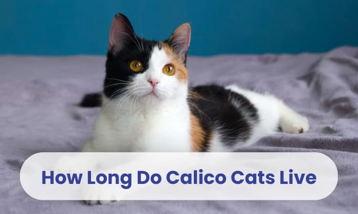 calico life expectancy