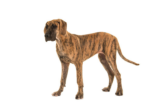 great dane brown