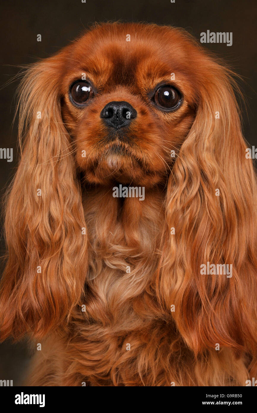 ruby king charles spaniel