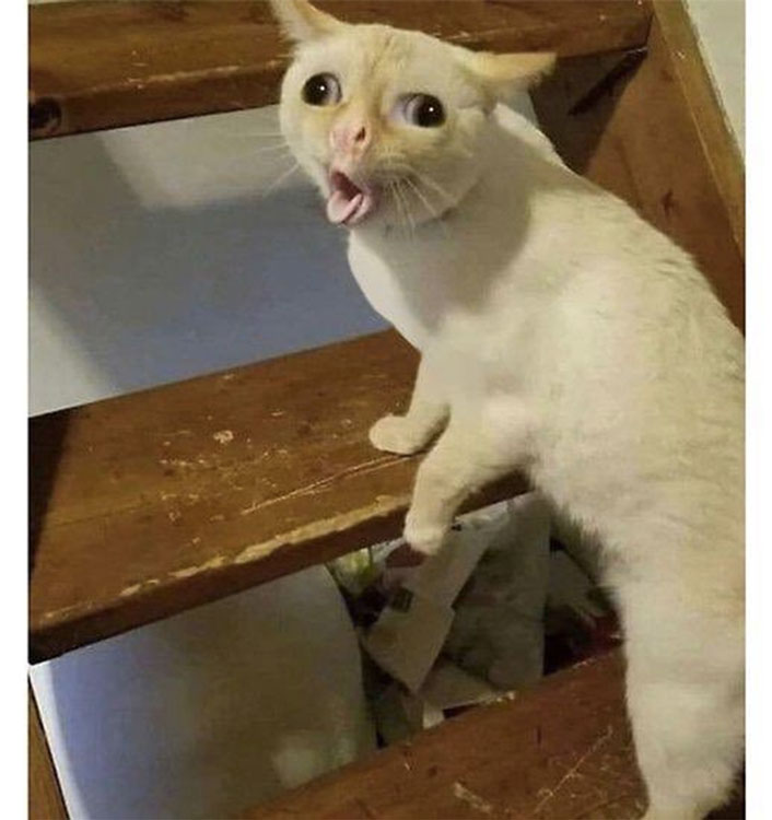 imagenes de memes de gatos