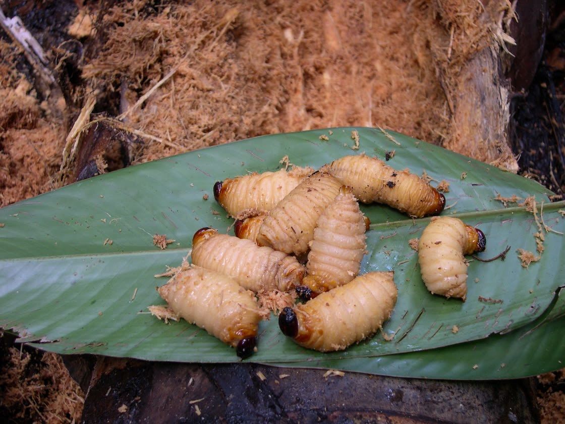 amazon worms